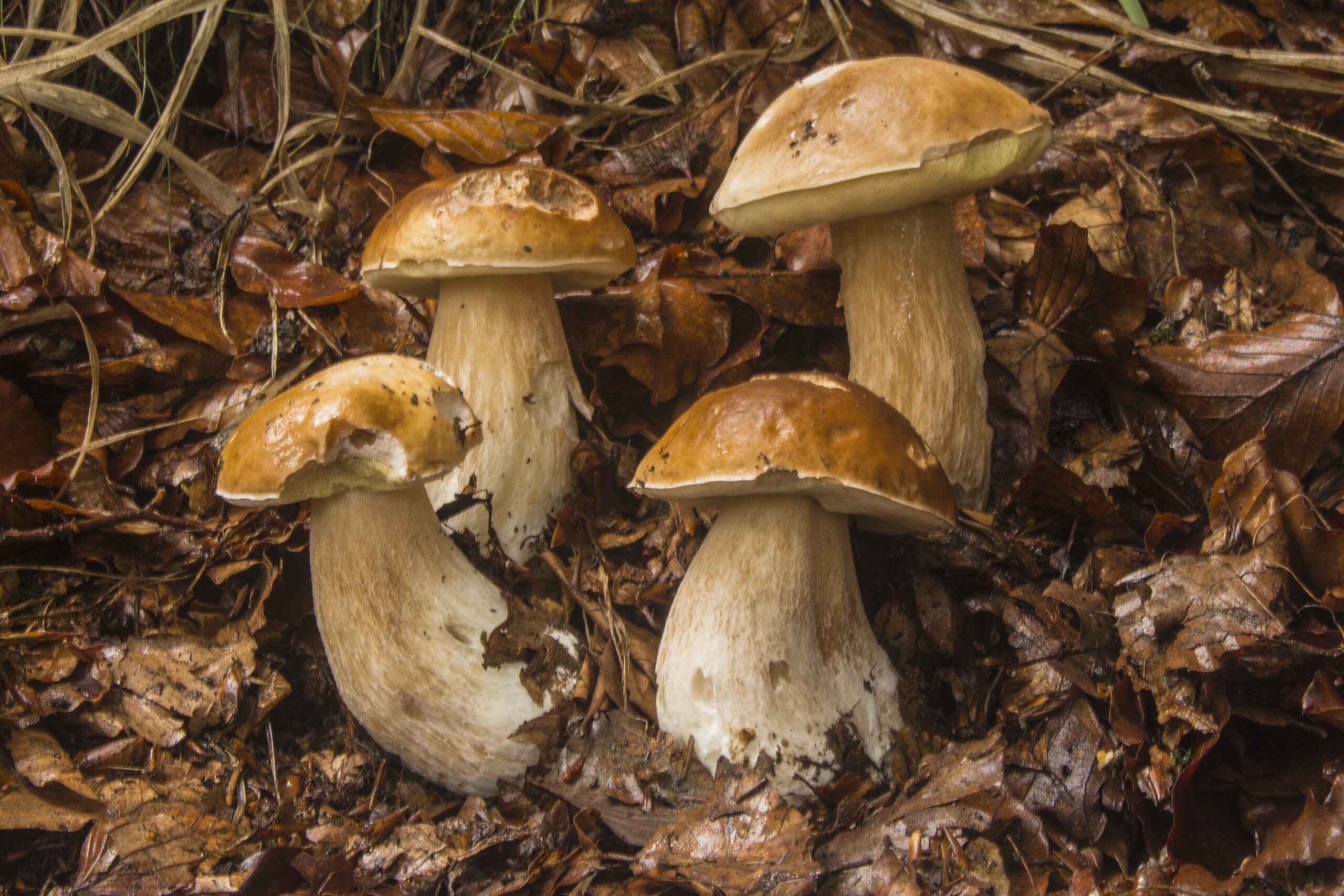 Boletus edulis, Funghi Porcini