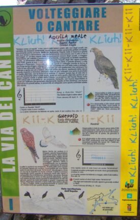 Dettaglio formazioni rocciose nella Foresta Valsolda