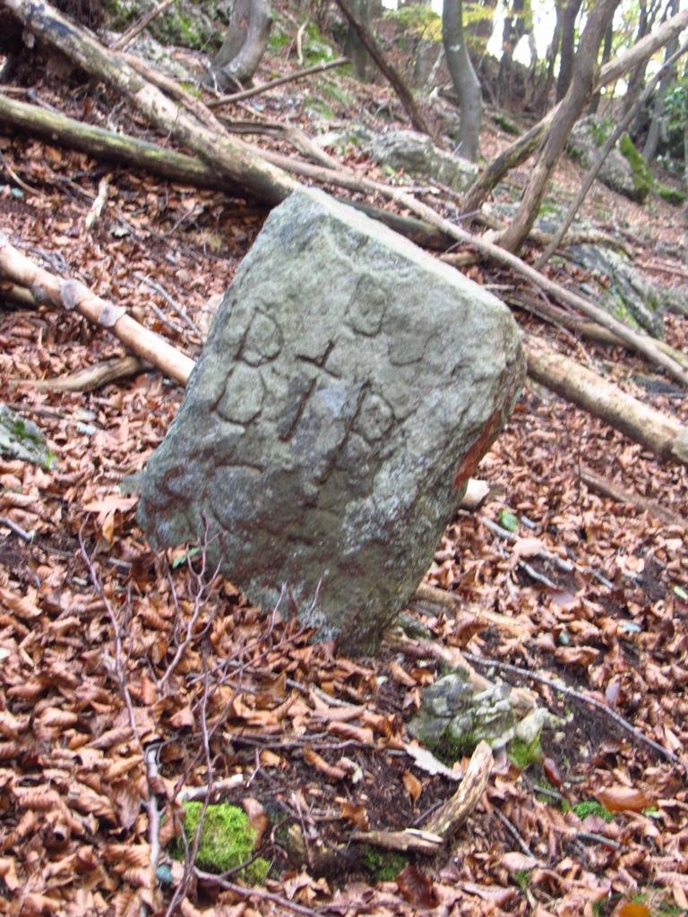 Flora spontanea nella Foresta Regionale Valsolda