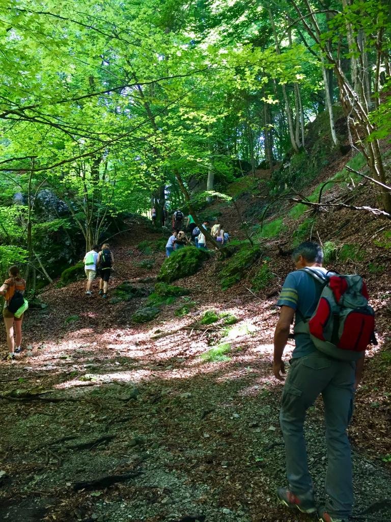 Vegetazione del sottobosco nella Foresta Valsolda