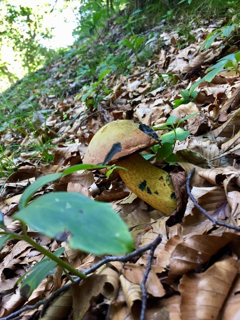 Percorso geologico tematico nella Foresta Valsolda