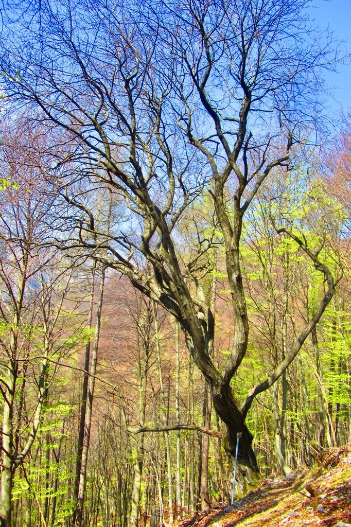Torrente limpido che attraversa la Foresta Valsolda