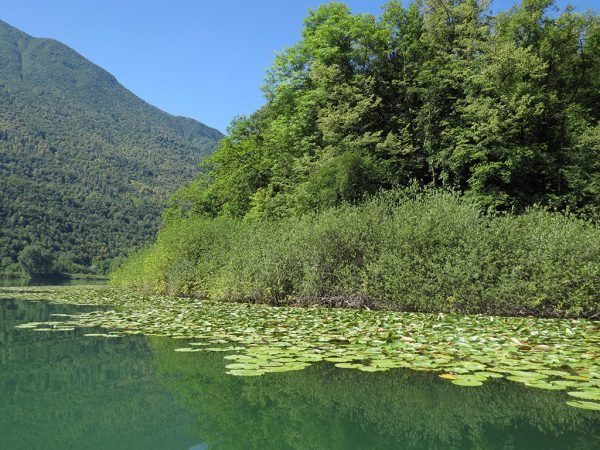 Canneti e zone umide nella Riserva Naturale Lago di Piano