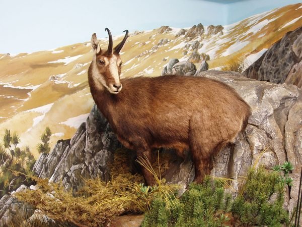 Interni della Villa Camozzi sede del Museo Valsanagra