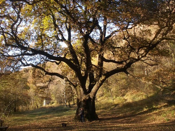 Sale espositive del Museo Etnografico e Naturalistico Valsanagra