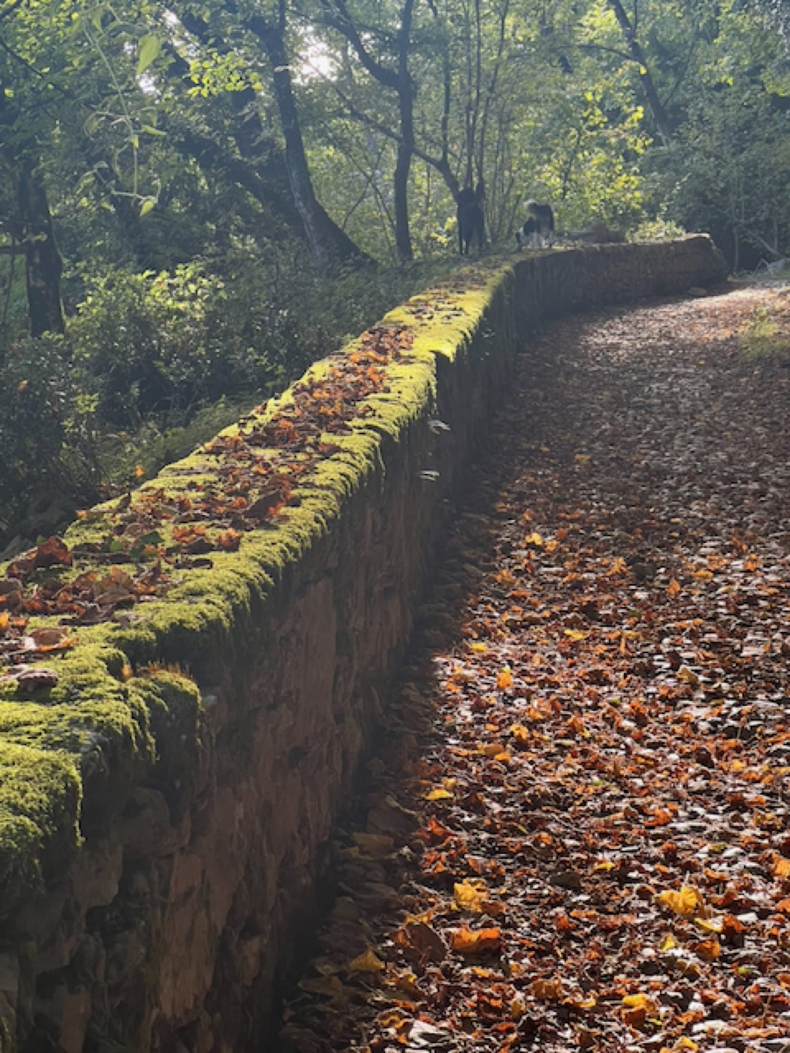 Muretto coperto di muschio in autunno