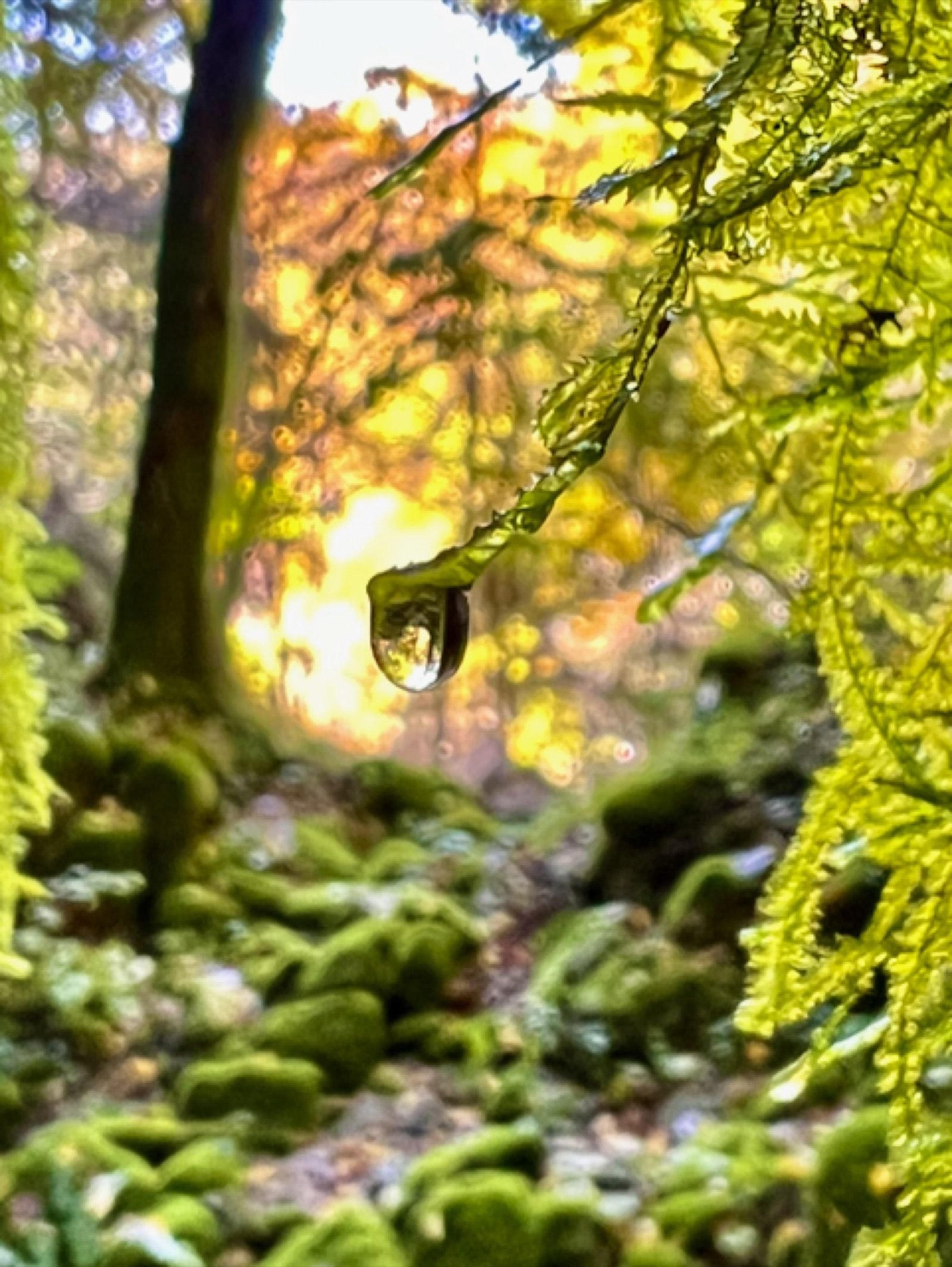 Goccia di rugiada su felce