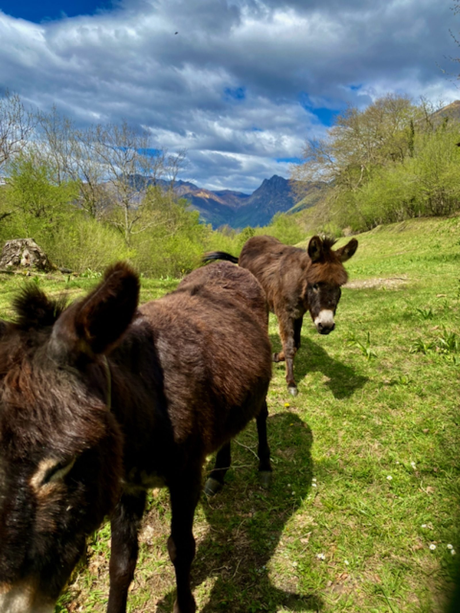 Asinelli in alpeggio