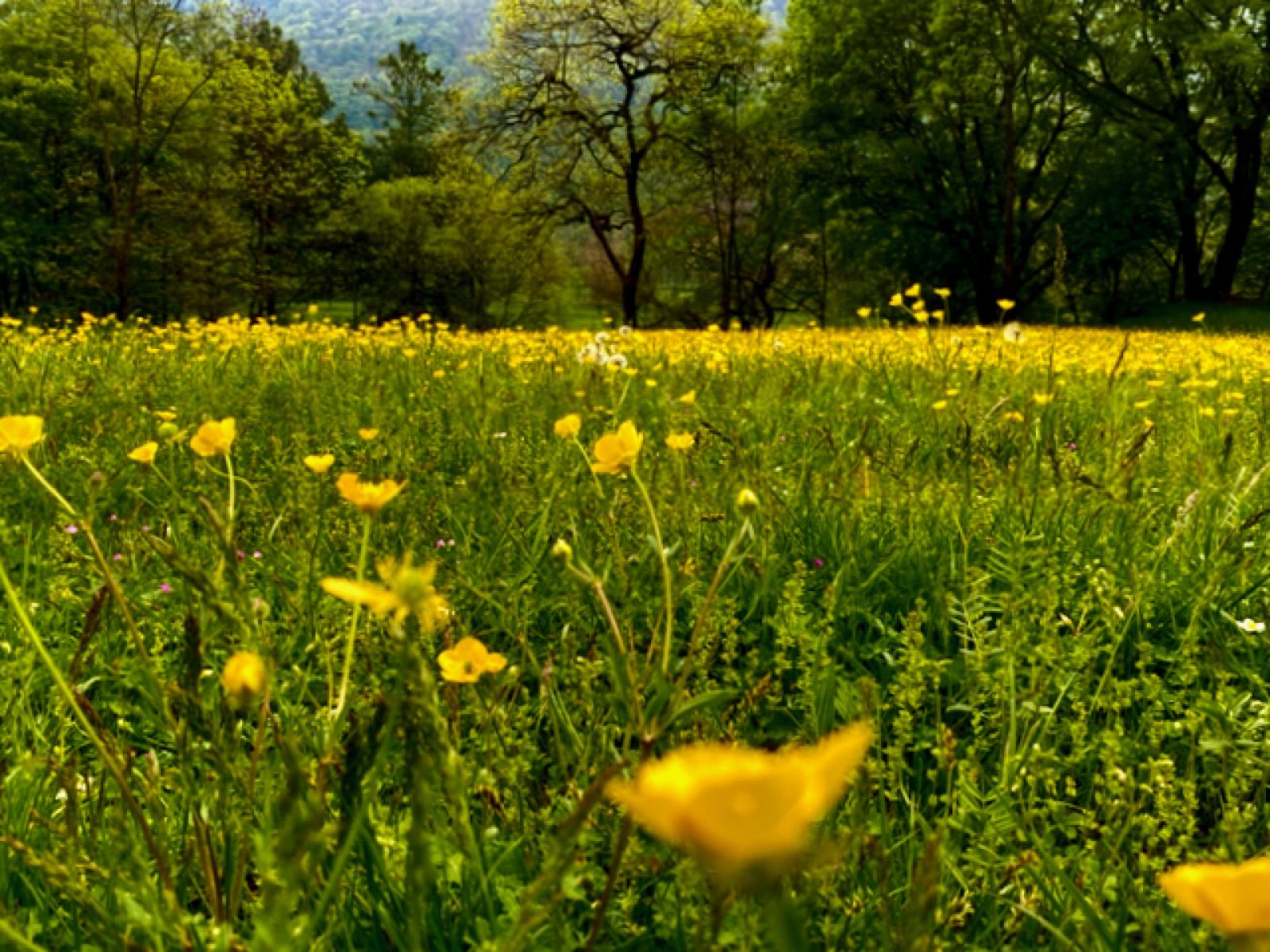 Prato di ranuncoli in fiore
