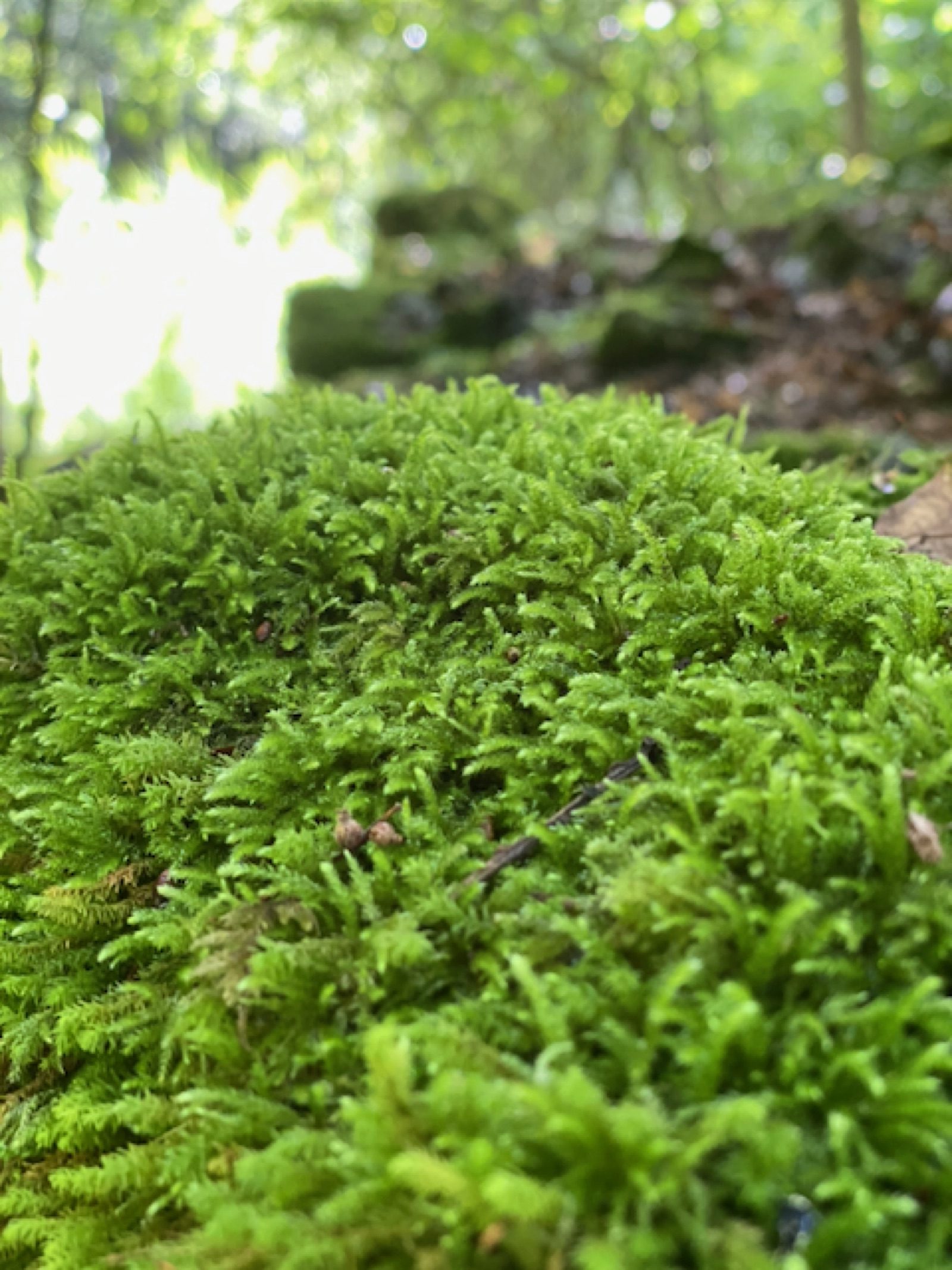 Muschio verde nel bosco
