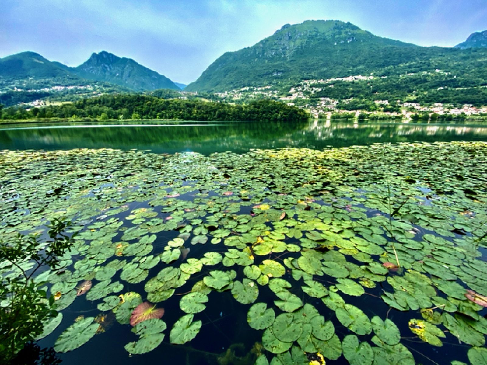 Ninfee sul Lago di Piano