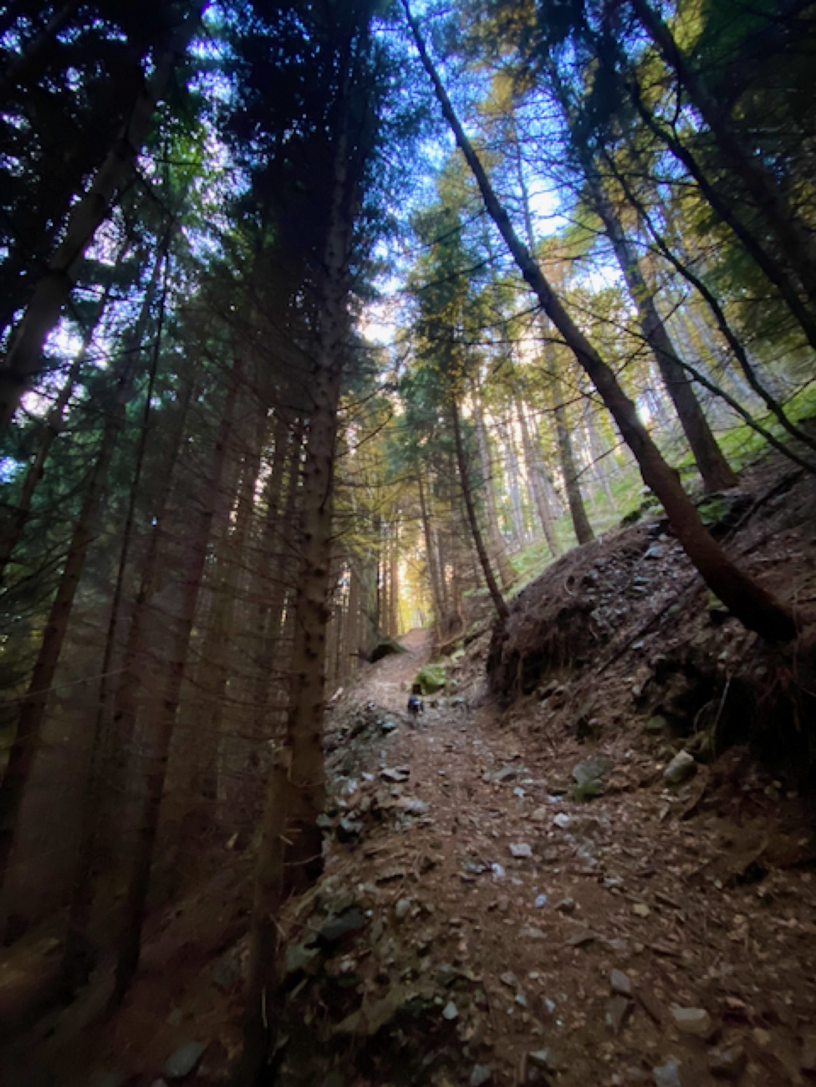 Sentiero nel bosco di abeti