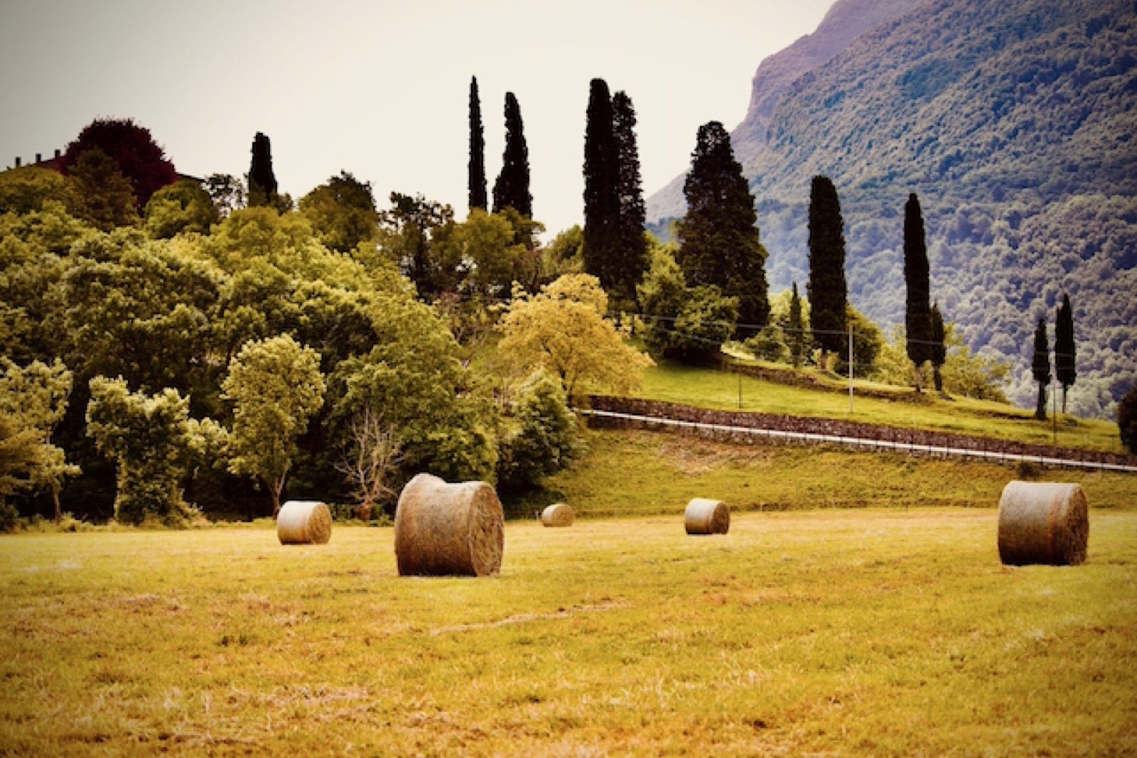 Rotoballe e cipressi