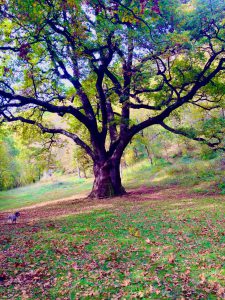 Alla scoperta del Rogolone da Gottro a Codogna