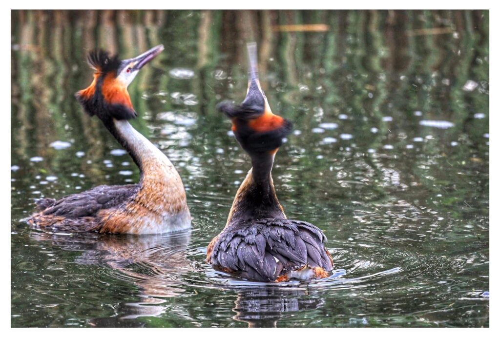 Fauna della Riserva Naturale Lago di Piano