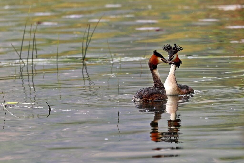 Fauna della Riserva Naturale Lago di Piano