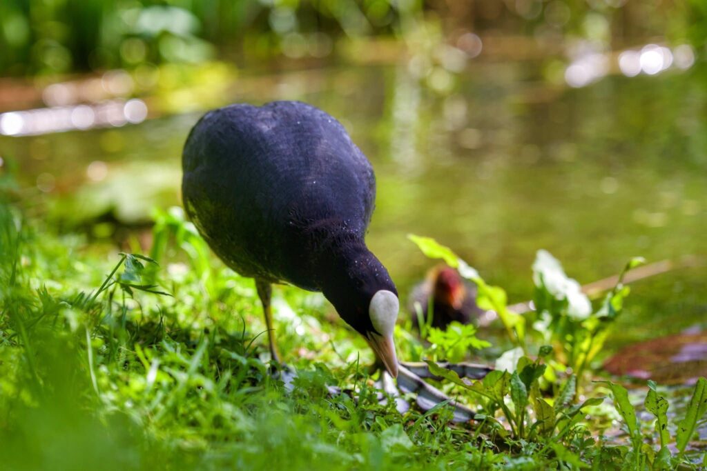 Fauna della Riserva Naturale Lago di Piano