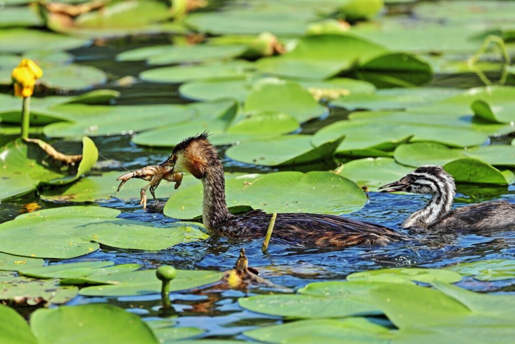 Fauna della Riserva Naturale Lago di Piano