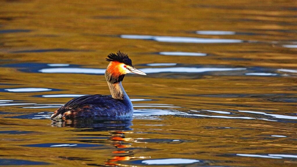Fauna della Riserva Naturale Lago di Piano