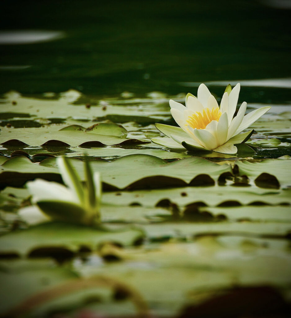 Ninfee al Lago di Piano, Riserva Naturale tra Carlazzo e Bene Lario