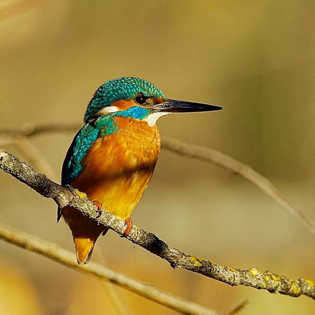 Fauna della Riserva Naturale Lago di Piano