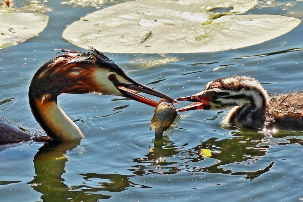 Fauna della Riserva Naturale Lago di Piano
