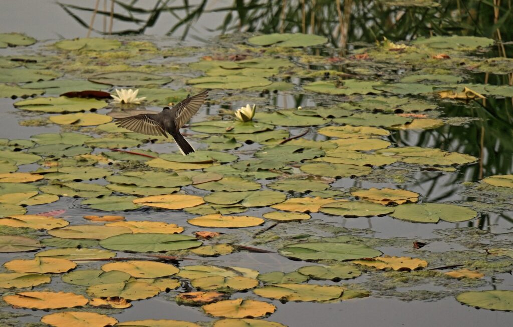 Fauna della Riserva Naturale Lago di Piano