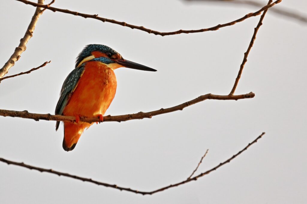 Fauna della Riserva Naturale Lago di Piano