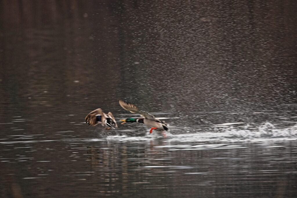 Fauna della Riserva Naturale Lago di Piano