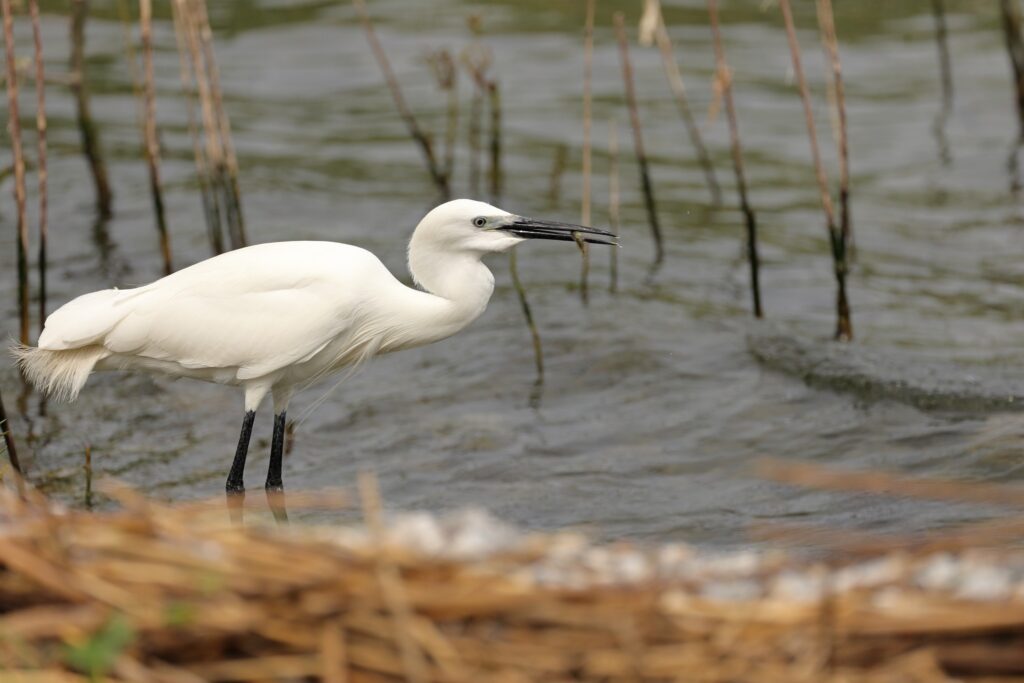 Fauna della Riserva Naturale Lago di Piano
