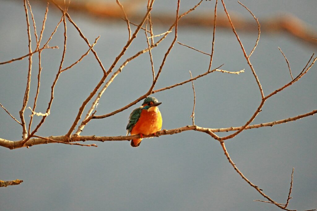 Fauna della Riserva Naturale Lago di Piano