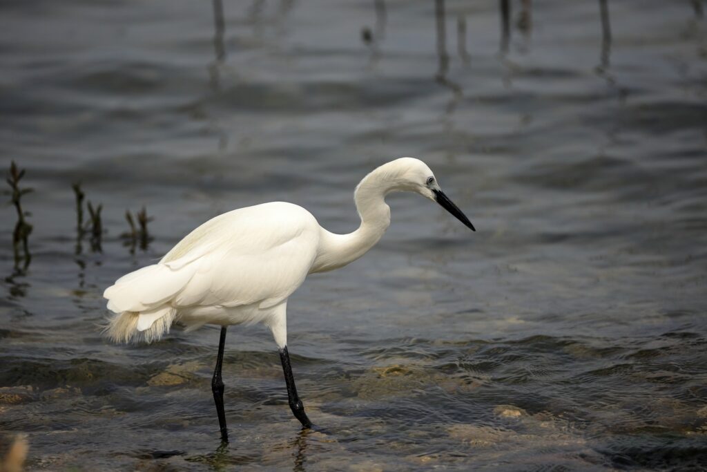 Fauna della Riserva Naturale Lago di Piano