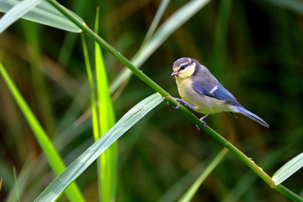 Fauna della Riserva Naturale Lago di Piano