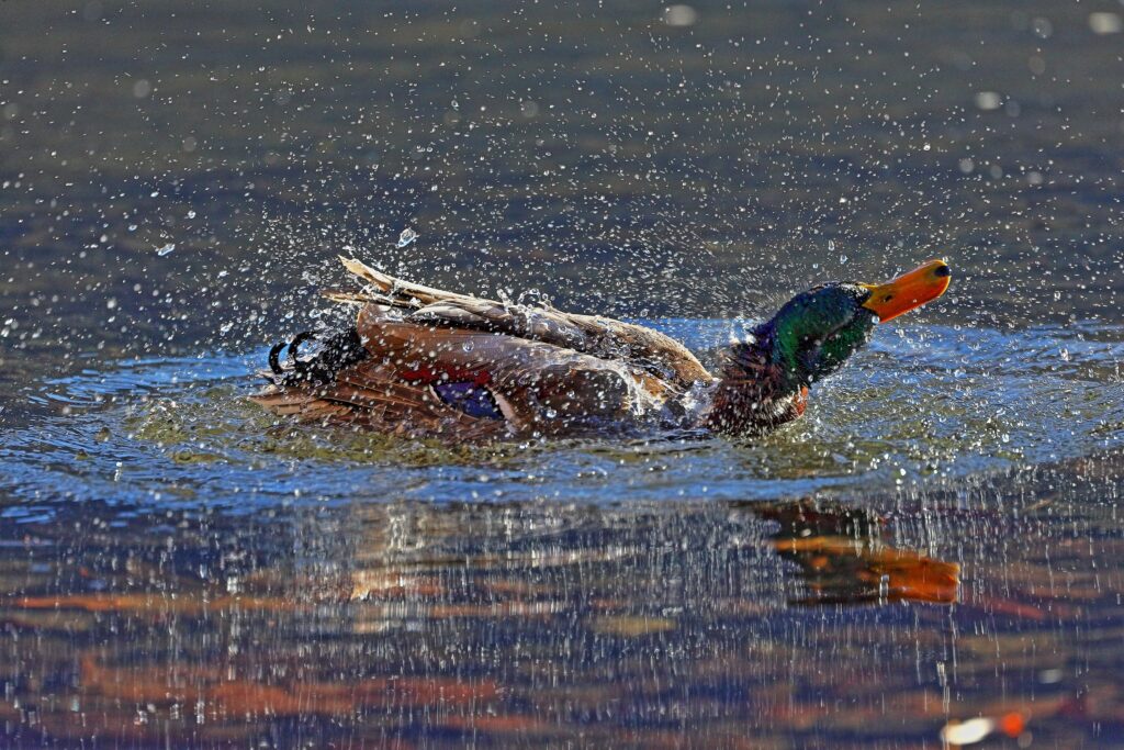 Fauna della Riserva Naturale Lago di Piano