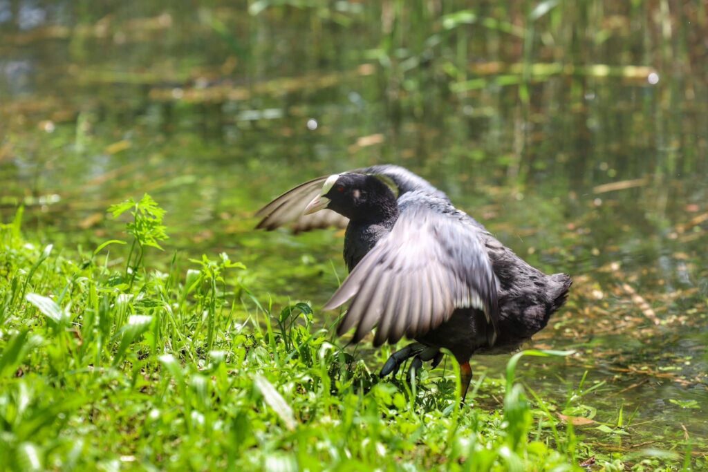 Fauna della Riserva Naturale Lago di Piano