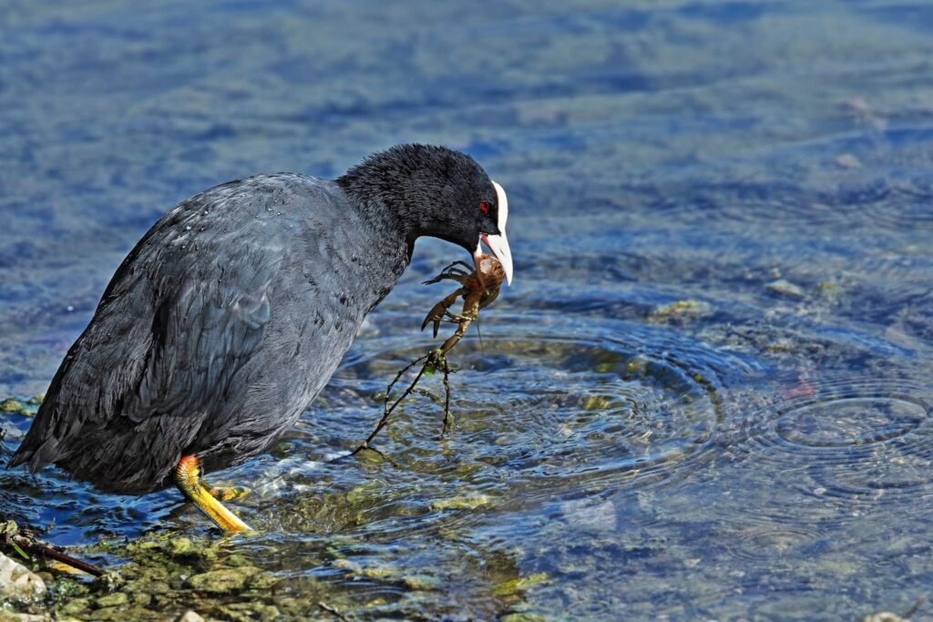 Fauna della Riserva Naturale Lago di Piano