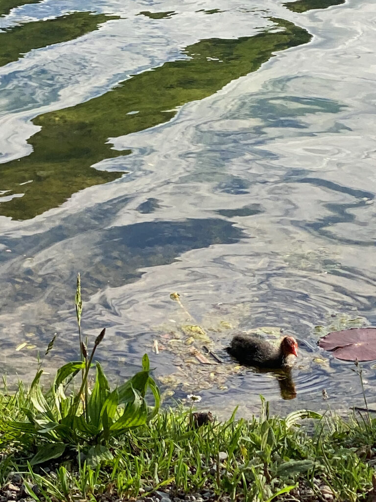 Ninfee al Lago di Piano, Riserva Naturale tra Carlazzo e Bene Lario