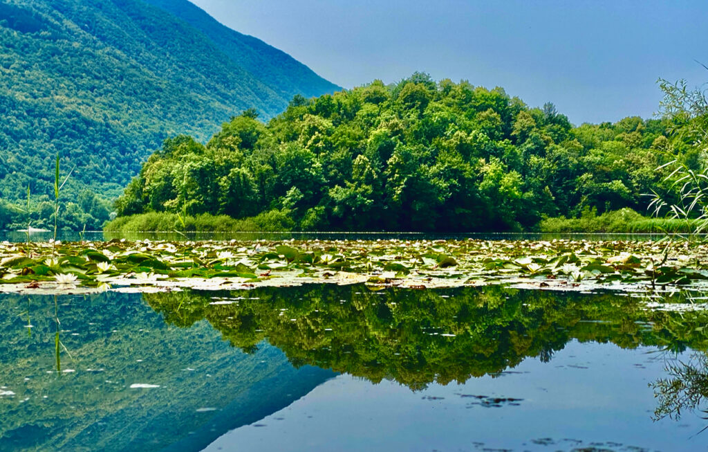 Ninfee al Lago di Piano, Riserva Naturale tra Carlazzo e Bene Lario