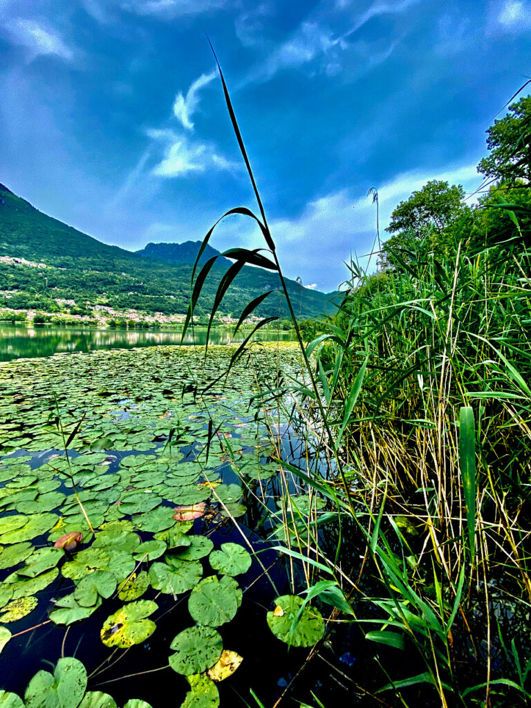 Ninfee al Lago di Piano, Riserva Naturale tra Carlazzo e Bene Lario