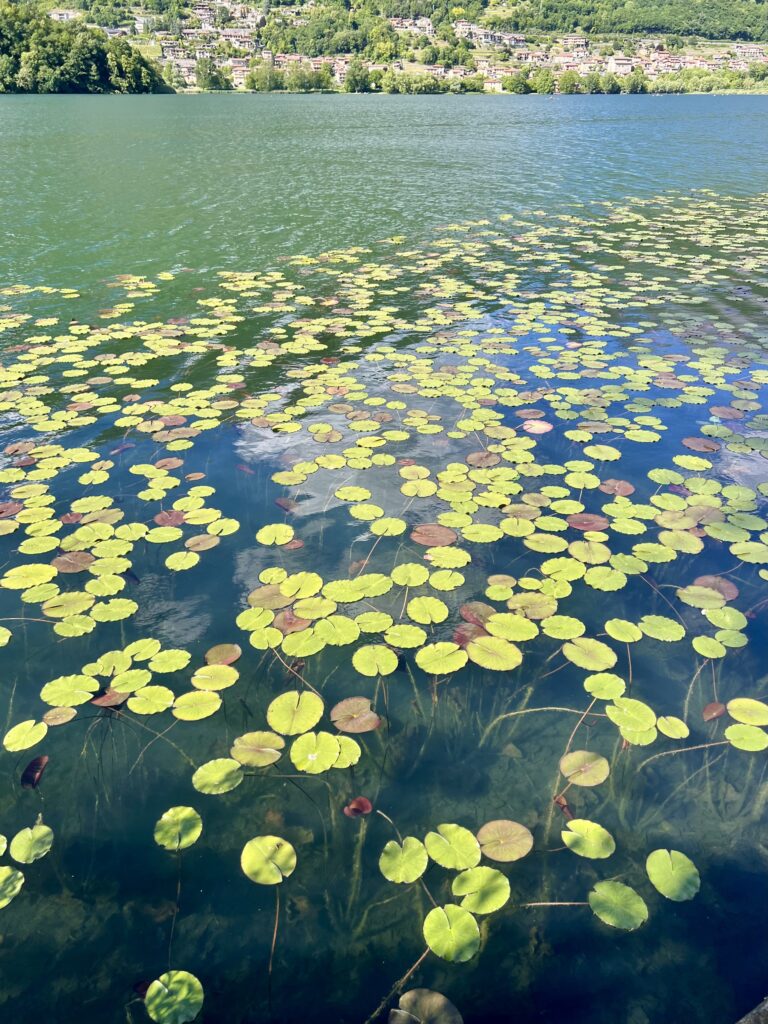 Ninfee al Lago di Piano, Riserva Naturale tra Carlazzo e Bene Lario