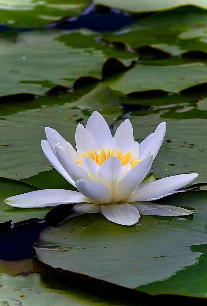 Ninfee al Lago di Piano, Riserva Naturale tra Carlazzo e Bene Lario