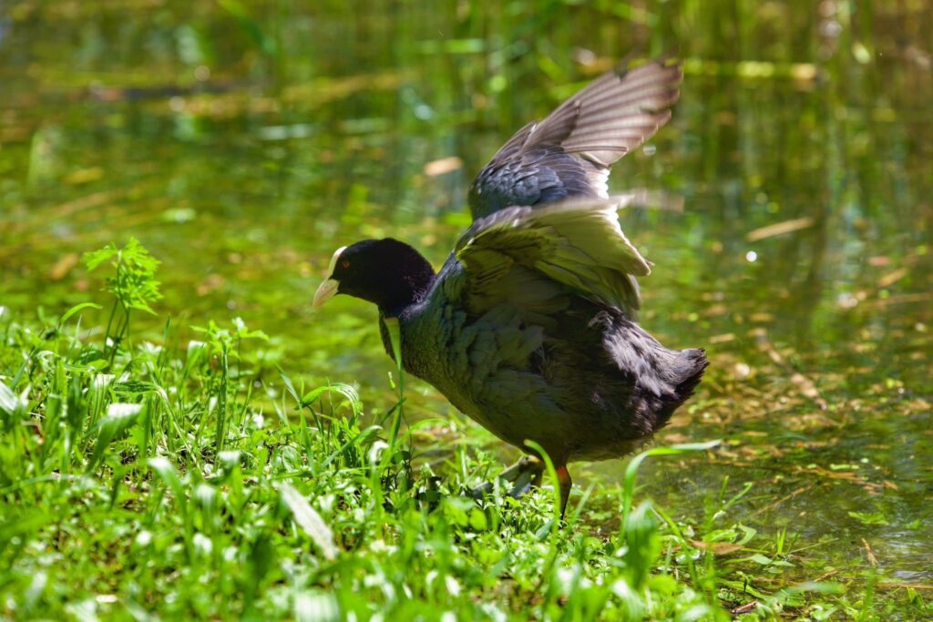 Fauna della Riserva Naturale Lago di Piano