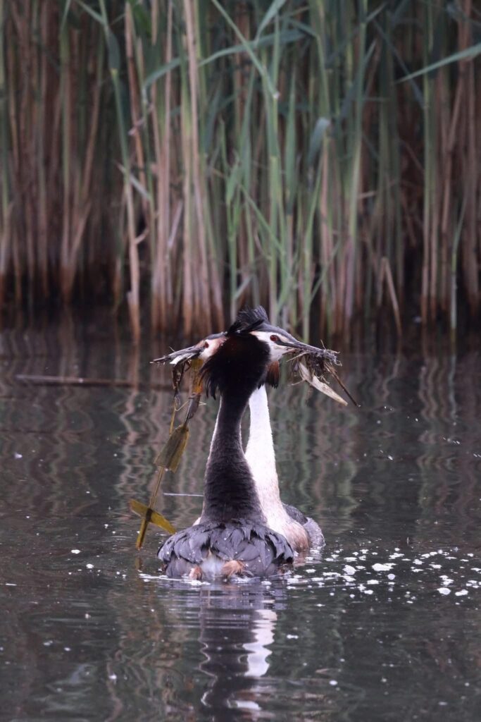 Fauna della Riserva Naturale Lago di Piano