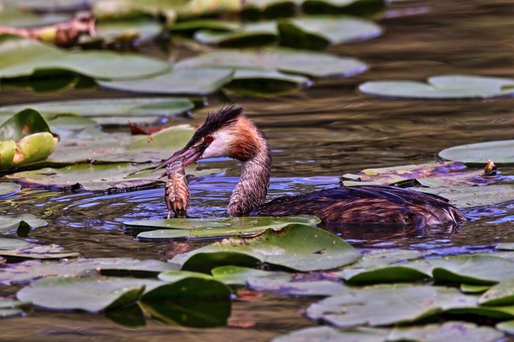 Fauna della Riserva Naturale Lago di Piano