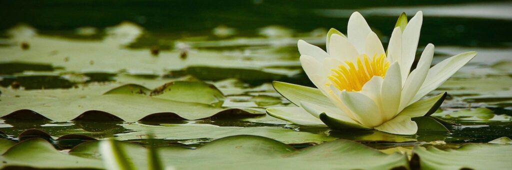 Fioritura di ninfee bianche al Lago di Piano