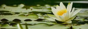 Ninfee al Lago di Piano: il piccolo spettacolo che torna ogni anno tra Ceresio e Lario