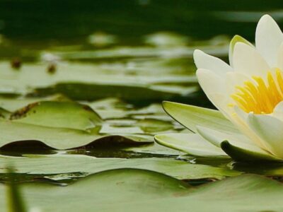 Fioritura di ninfee bianche al Lago di Piano