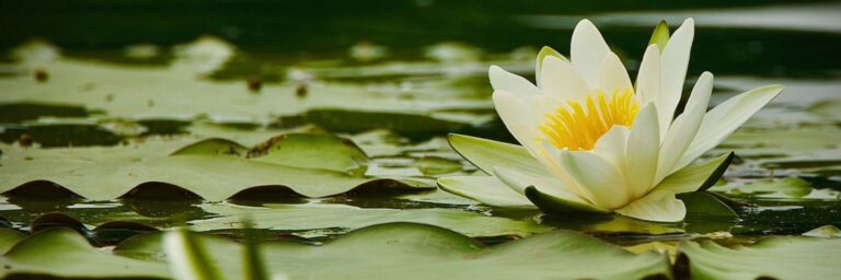 Fioritura di ninfee bianche al Lago di Piano