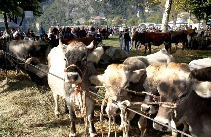 Bovini esposti alla Mostra Zootecnica sul Ceresio a Porto Letizia, Porlezza, sul Lago Ceresio