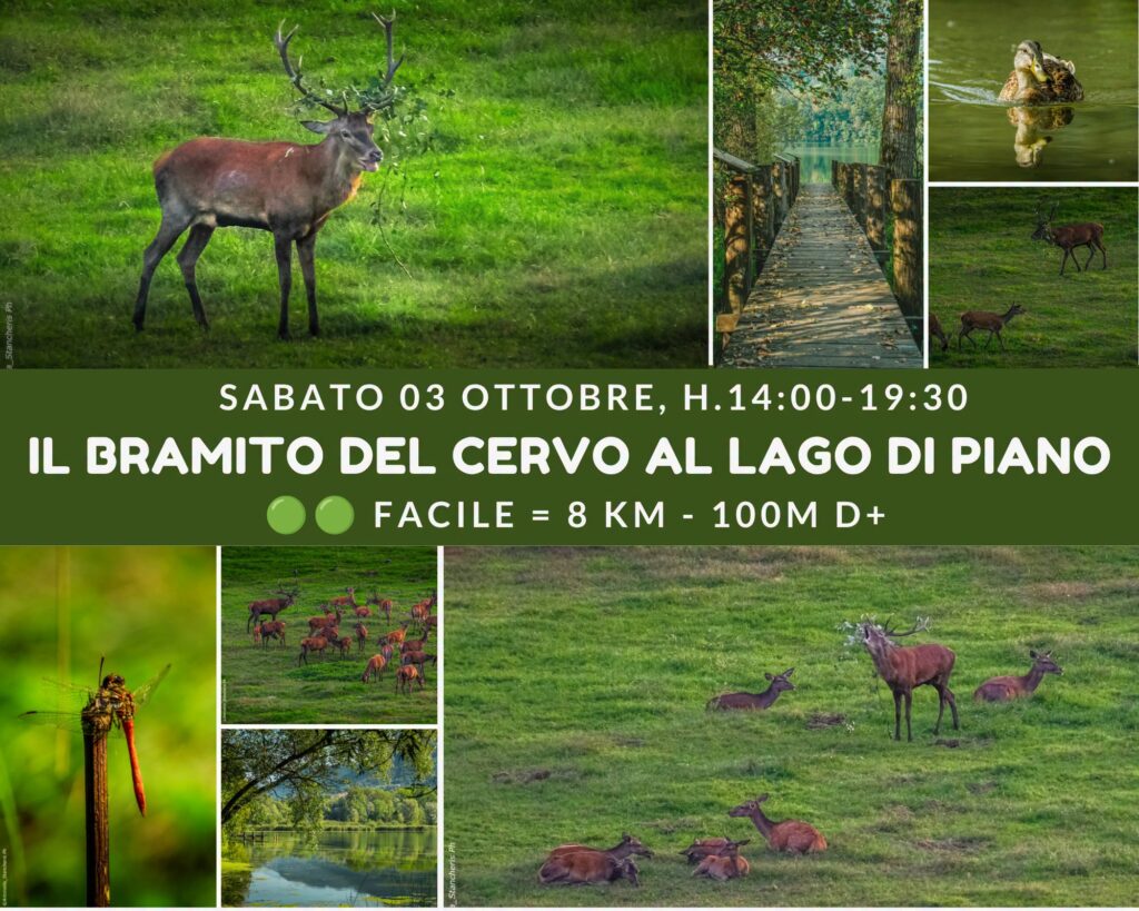 Cervi, passerella e natura della Riserva Naturale Lago di Piano: collage fotografico dell'escursione Il Bramito del Cervo, 3 ottobre 2026